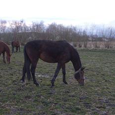 Anden særlig race My Ace *solgt*