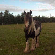 Irish Cob Cosmo - solgt 