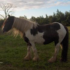 Irish Cob Cosmo - solgt 