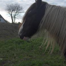 Irish Cob Cosmo - solgt 
