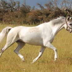 Anden særlig race Domingo