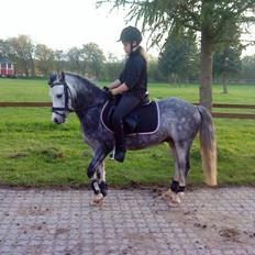 Anden særlig race Nørregårdens Cheval Petit