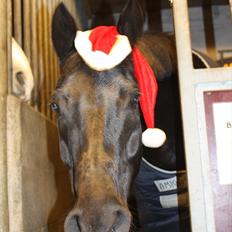 DSP Bethoven af stensnæs B-pony