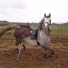 Anden særlig race Happy dane solgt