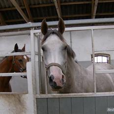 Anden særlig race Happy dane solgt