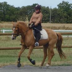 Anden særlig race Ilona