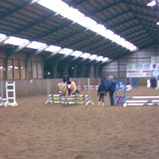 Fjordhest sofie (slogt)