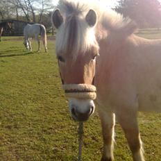 Fjordhest sofie (slogt)