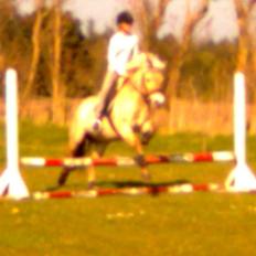 Fjordhest sofie (slogt)