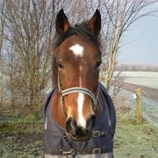 Traver Execution Flamingo og  black  er solgt