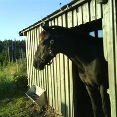 Anden særlig race Daisy