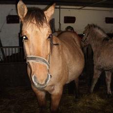 Anden særlig race Bueno