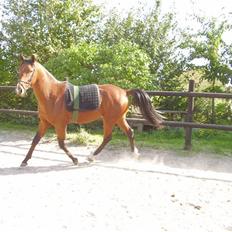 Pinto Figaro ponygården