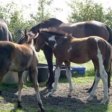 Pinto Ellemosens Hidalgo-Bell