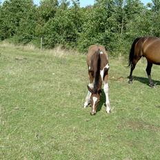 Pinto Ellemosens Hidalgo-Bell
