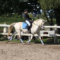 Anden særlig race Karlsbjerggårs´s Shadow A