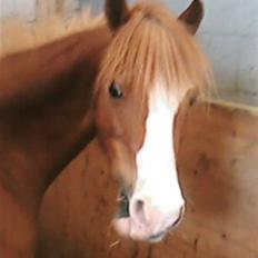 Anden særlig race Miss Unique *solgt*