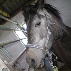 Anden særlig race Macy Grace *solgt*
