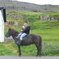 Færøsk hest sylvi