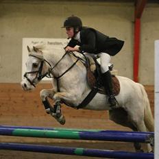 Welsh Pony af Cob-type (sec C) Åvangs Pepita