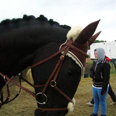 Hollandsk Varmblod Zorro # R.i.p # <3