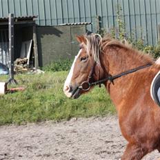 Anden særlig race Hedeboegaards Soffy, sov sødt!<3