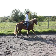 Anden særlig race Hedeboegaards Soffy, sov sødt!<3