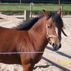 Welsh Pony af Cob-type (sec C) Nisha  (G. låner) 