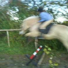 Fjordhest Max Mule *Passer :P