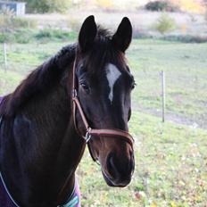 Dansk Varmblod Manhattan Graftebjerg