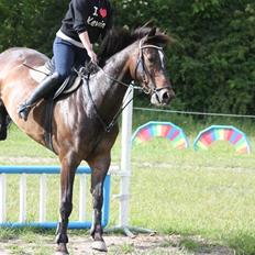 Dansk Varmblod Manhattan Graftebjerg