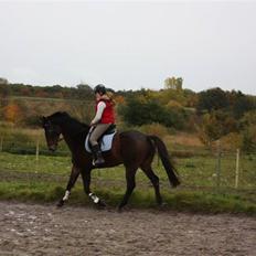 Dansk Varmblod Manhattan Graftebjerg