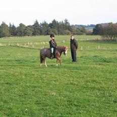 Welsh Mountain (sec A) Mon ami Adda #SOLGT# <33