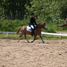 Welsh Mountain (sec A) Mon ami Adda #SOLGT# <33