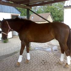 Anden særlig race Cekita - SOLGT