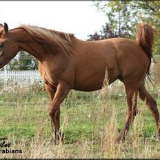 Arabisk fuldblod (OX) Ma-Ajmala - SOLGT