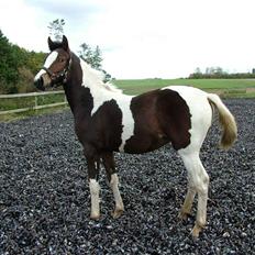 Anden særlig race Sunshine 