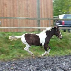 Anden særlig race Sunshine 