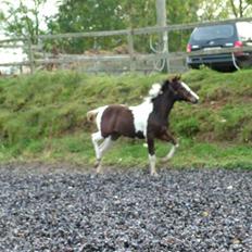 Anden særlig race Sunshine 