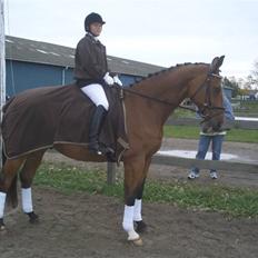 Dansk Varmblod My Lightfoot Lime R.I.P Himmelhest