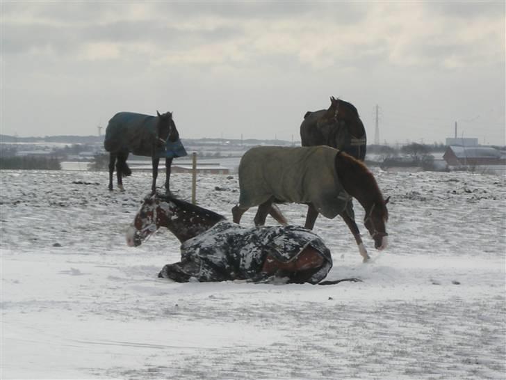 Hollandsk Varmblod Pamelius H - Palle i sneen... billede 10