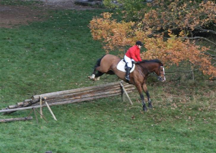 Hollandsk Varmblod Pamelius H - Palle og jeg til Hubertusjagt i Århus 2008 billede 11