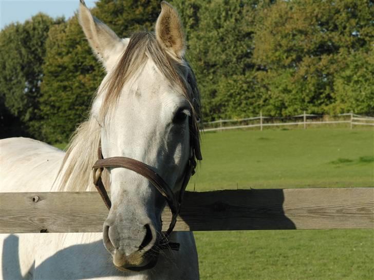 Shagya Araber (SH) Sharifa | Kaffa - Sharifa på sommerfolden ^^ billede 5