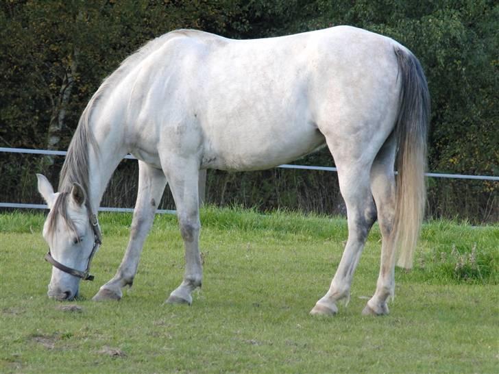 Shagya Araber (SH) Sharifa | Kaffa - Sommerdag på folden ^^ billede 8