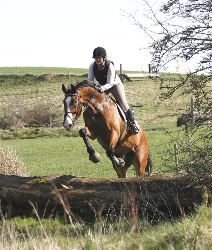 Hollandsk Varmblod Pamelius H - Terræn Langå april 2009 billede 13