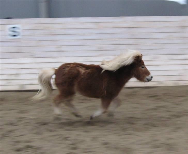 Miniature Skipper - Udlånt  - <3 Lille pony, høj fart! billede 12