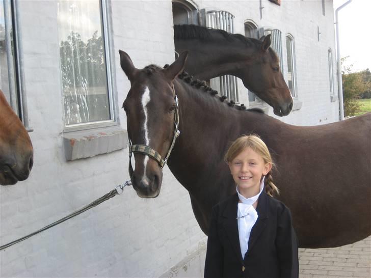 Anden særlig race Reval-A*solgt* - reval og hans rytter cecilie, på vej til deres første stævne billede 6