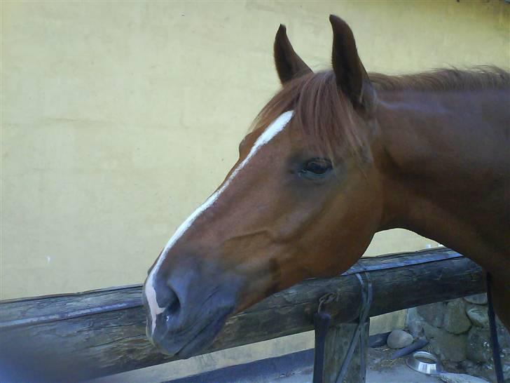 Anden særlig race Bernando - . Du Smuuk <3 (; Foto: mig billede 4