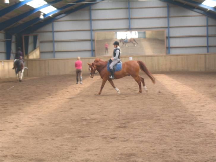 Anden særlig race Bernando - Gallop (; Foto: maja billede 6