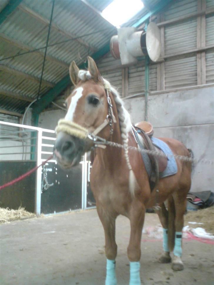 Tyroler Haflinger Skovbjergs Madame - heii heii og velkommen til madames profil ;) billede 1